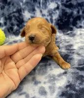 Cosmo mini, a male Miniature Goldendoodle for sale in Bedford, IN – Photo 4 of 8