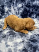 Cosmo mini, a male Miniature Goldendoodle for sale in Bedford, IN – Photo 6 of 8