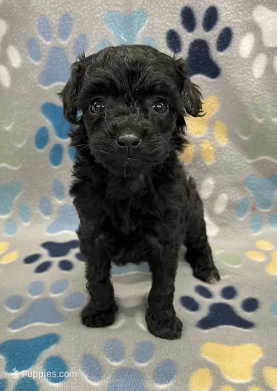 Gigi – Poodle - Miniature  puppy for sale in Bedford, IN