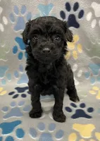 Gigi, a female Poodle - Miniature  for sale in Bedford, IN – 1 of 2