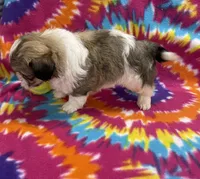 Peanut CKC, a male Shichon for sale in Bedford, IN – 6 of 6