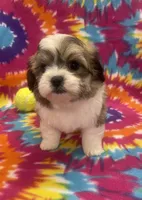 Peanut CKC, a male Shichon for sale in Bedford, IN – 5 of 8