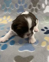 Elsa CKC, a female Shih Tzu for sale in Bedford, IN – Photo 2 of 6