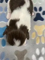 Elsa CKC, a female Shih Tzu for sale in Bedford, IN – Photo 6 of 6