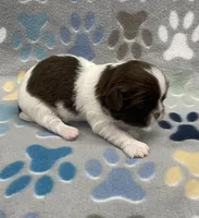 Elsa CKC, a female Shih Tzu for sale in Bedford, IN – Photo 4 of 6