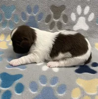 Elsa CKC, a female Shih Tzu for sale in Bedford, IN – Photo 3 of 6