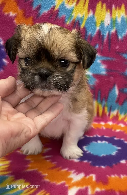 Otto CKC – Shih Tzu puppy for sale in Bedford, IN