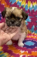 Otto CKC, a male Shih Tzu for sale in Bedford, IN – 1 of 6