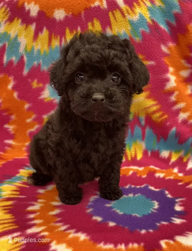 Gigi CKC – Poodle - Toy  puppy for sale in Bedford, IN