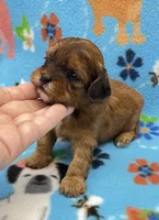 Lainey CKC , a female Shihpoo for sale in Bedford, IN – 3 of 7
