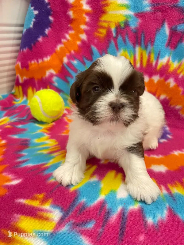 Buzz CKC – Shih Tzu puppy for sale in Bedford, IN
