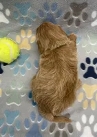 Diesel mini, a male Miniature Goldendoodle for sale in Bedford, IN – Photo 5 of 6
