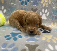 Diesel mini, a male Miniature Goldendoodle for sale in Bedford, IN – Photo 3 of 6