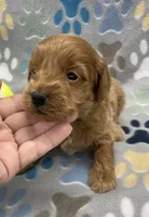 Diesel mini, a male Miniature Goldendoodle for sale in Bedford, IN – Photo 2 of 6