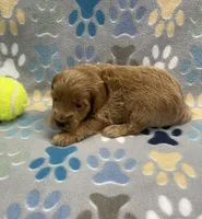 Diesel mini, a male Miniature Goldendoodle for sale in Bedford, IN – Photo 4 of 6