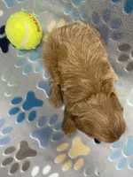 Diesel mini, a male Miniature Goldendoodle for sale in Bedford, IN – Photo 6 of 6