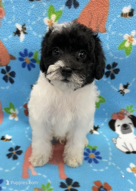 Archie CKC – Poodle - Toy  puppy for sale in Bedford, IN