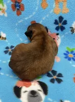 Rilee CKC, a female Shihpoo for sale in Bedford, IN – 4 of 6