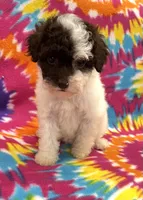 Molly CKC, a female Poodle - Toy  for sale in Bedford, IN – 3 of 6