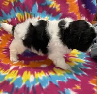 Arlo CKC, a male Shichon for sale in Bedford, IN – 3 of 6