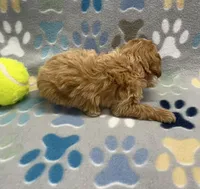 Ziggy mini, a male Miniature Goldendoodle for sale in Bedford, IN – Photo 4 of 6