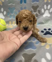 Ziggy mini, a male Miniature Goldendoodle for sale in Bedford, IN – Photo 2 of 6