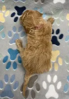 Ziggy mini, a male Miniature Goldendoodle for sale in Bedford, IN – Photo 6 of 6