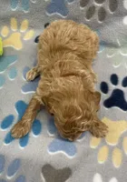 Ziggy mini, a male Miniature Goldendoodle for sale in Bedford, IN – Photo 5 of 6