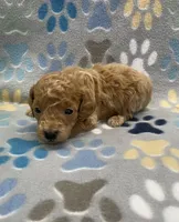 Ziggy mini, a male Miniature Goldendoodle for sale in Bedford, IN – Photo 1 of 6