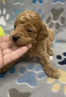 Ziggy mini, a male Miniature Goldendoodle for sale in Bedford, IN – Photo 3 of 6
