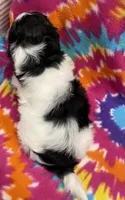 Arlo CKC, a male Shichon for sale in Bedford, IN – 6 of 6