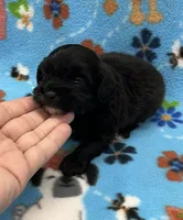 Lola CKC, a female Shihpoo for sale in Bedford, IN – 4 of 6
