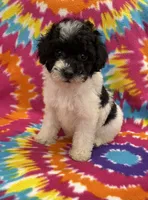 Archie CKC, a female Poodle - Toy  for sale in Bedford, IN – 2 of 6