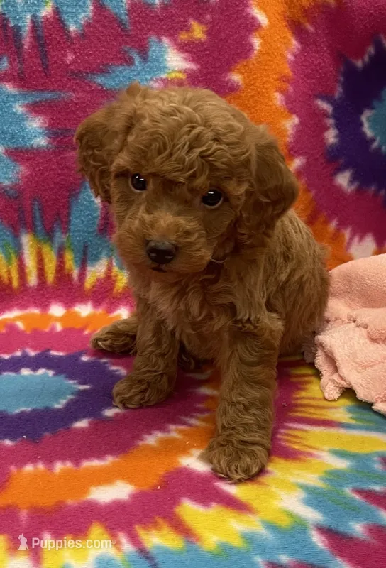 Rocky mini – Miniature Goldendoodle puppy for sale in Bedford, IN