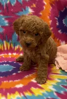 Rocky mini, a male Miniature Goldendoodle for sale in Bedford, IN – 1 of 6