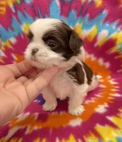 Demi CKC, a female Shih Tzu for sale in Bedford, IN – 2 of 6