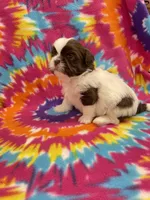 Buzz CKC, a male Shih Tzu for sale in Bedford, IN – 2 of 6