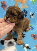 Lainey CKC , a female Shihpoo for sale in Bedford, IN – 1 of 7