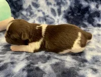 Alfie CKC, a male Shih Tzu for sale in Bedford, IN – Photo 4 of 5