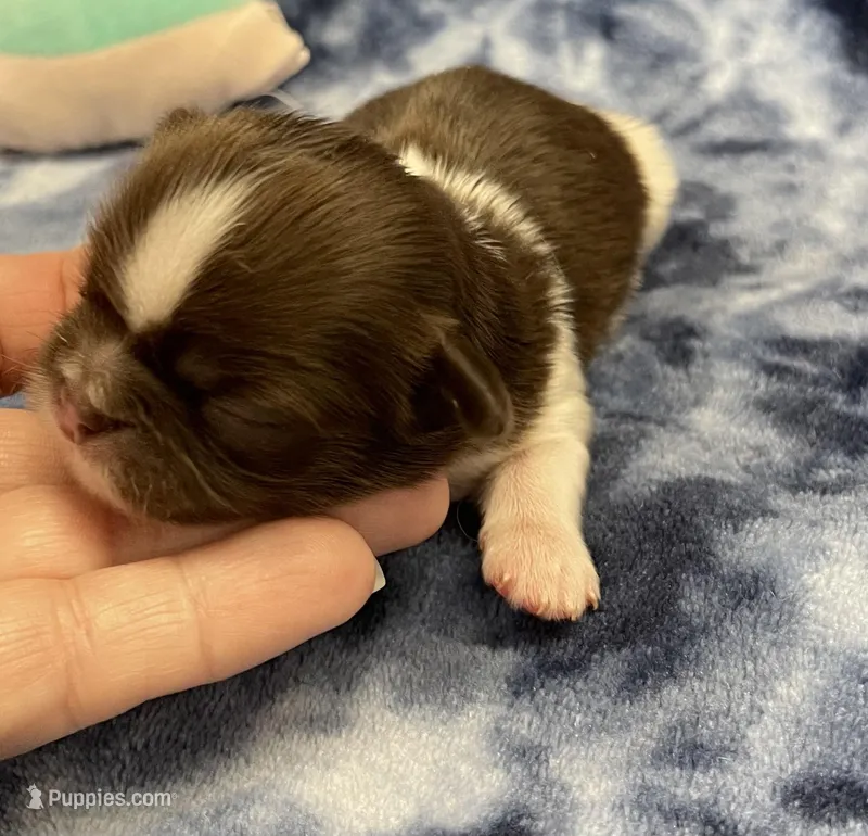 Alfie CKC – Shih Tzu puppy for sale in Bedford, IN