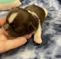 Alfie CKC, a male Shih Tzu for sale in Bedford, IN – Photo 1 of 5