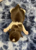 Alfie CKC, a male Shih Tzu for sale in Bedford, IN – Photo 5 of 5