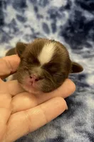 Alfie CKC, a male Shih Tzu for sale in Bedford, IN – Photo 2 of 5