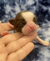Bean CKC, a female Shih Tzu for sale in Bedford, IN – Photo 7 of 7