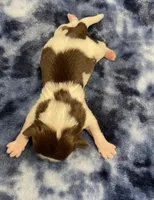 Bean CKC, a female Shih Tzu for sale in Bedford, IN – Photo 5 of 7