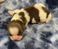 Bean CKC, a female Shih Tzu for sale in Bedford, IN – Photo 1 of 7