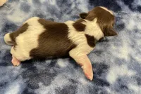 Bean CKC, a female Shih Tzu for sale in Bedford, IN – Photo 3 of 7