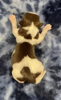 Bean CKC, a female Shih Tzu for sale in Bedford, IN – Photo 6 of 7