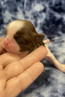 Bean CKC, a female Shih Tzu for sale in Bedford, IN – Photo 4 of 7