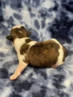 Marnie CKC, a female Shih Tzu for sale in Bedford, IN – Photo 4 of 6